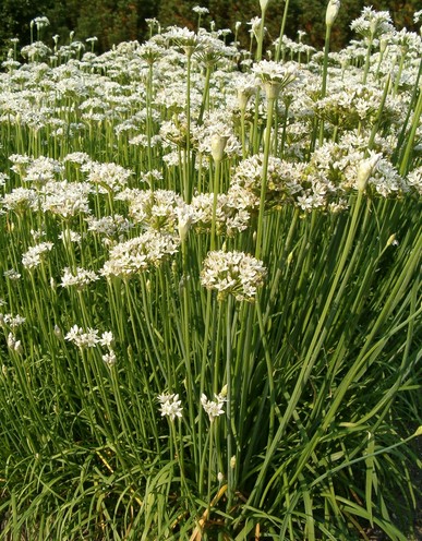 Kobold Garlic Chives seed Allium tuberosum 